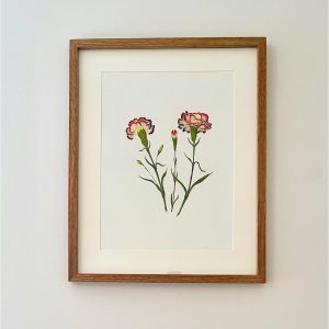 Claveles, Dyantus caryophylbus - María Gil Cabrero | Helarea