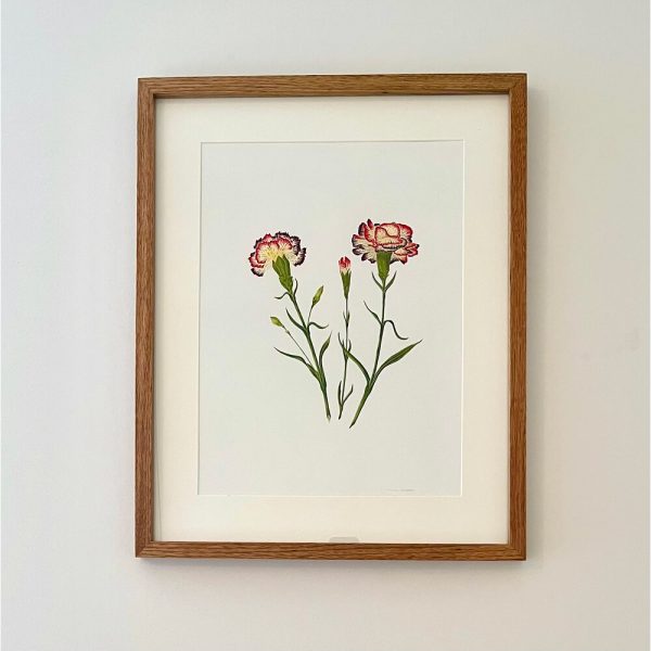 Claveles, Dyantus caryophylbus - María Gil Cabrero | Helarea