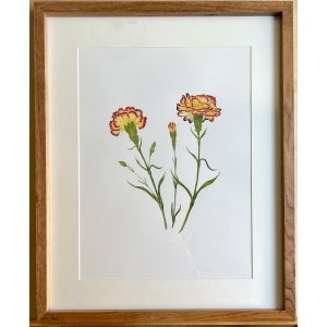Claveles, Dyantus caryophylbus II - María Gil Cabrero | Helarea