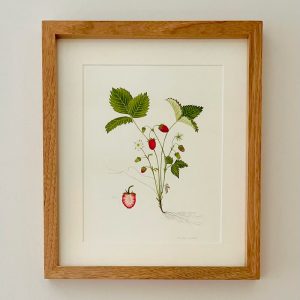 Fresa silvestre, Fragaria vesca - María Gil Cabrero | Helarea