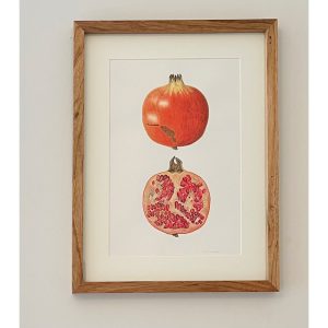Granada, Punica granatum - María Gil Cabrero | Helarea