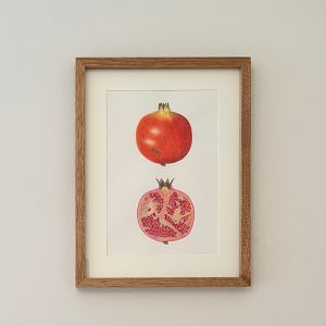 Granada, Punica granatum II - María Gil Cabrero | Helarea