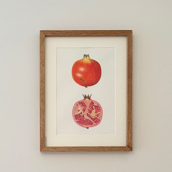 Granada, Punica granatum II - María Gil Cabrero | Helarea